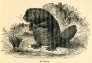 frede-chasse-aux-castors-dans-l-amerique-russe-1886.3
