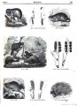 illustrirte-naturgeschichte-des-thierreichs-1847