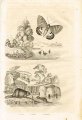 guerin-meneville-dictionnaire-pittoresque-1834