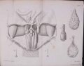 Anatome_castoris_atque_chemica_1806
