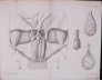 Anatome_castoris_atque_chemica_1806