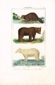 buffon-le-castor-ours-brun-ours-blanc-1827
